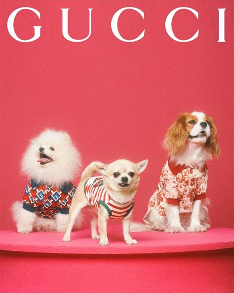 gucci pet paars